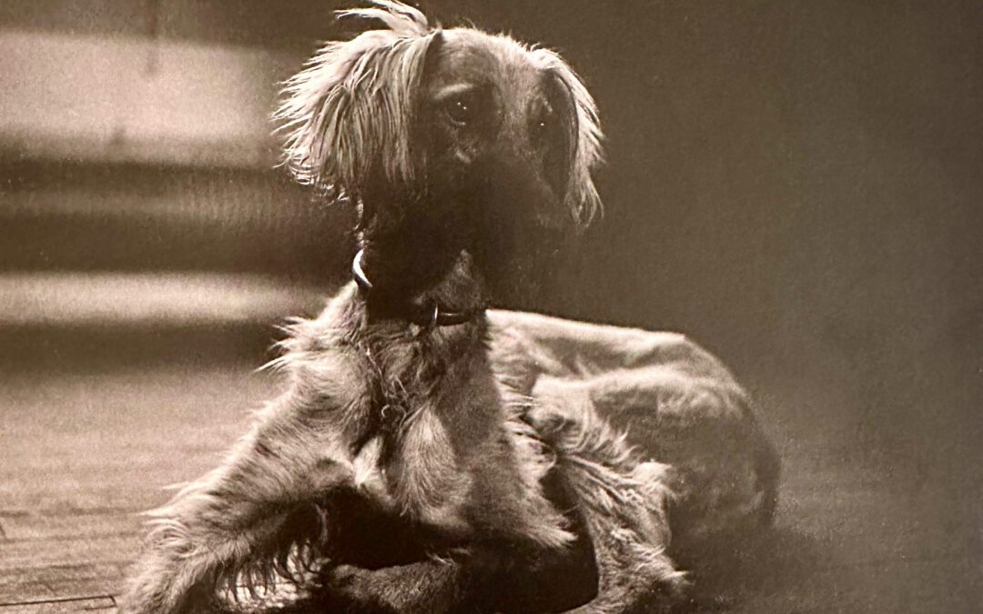 Dora Maar – Kazbek, le chien de Pablo Picasso